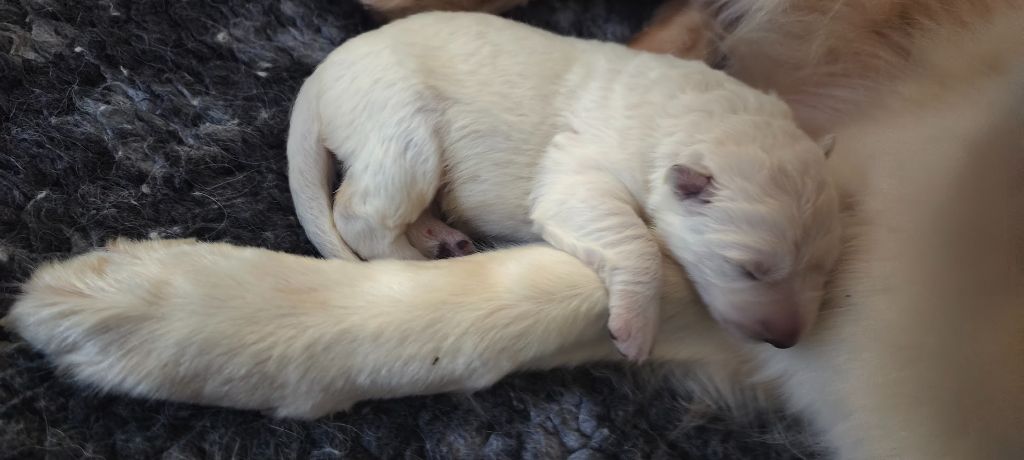 l'Orée des Forets Blanches - Chiot disponible  - Berger Blanc Suisse