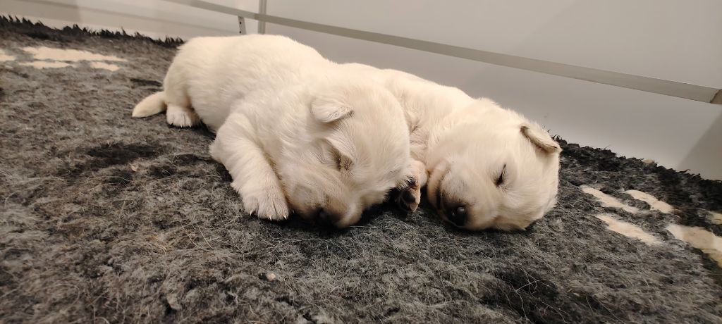 l'Orée des Forets Blanches - Chiot disponible  - Berger Blanc Suisse