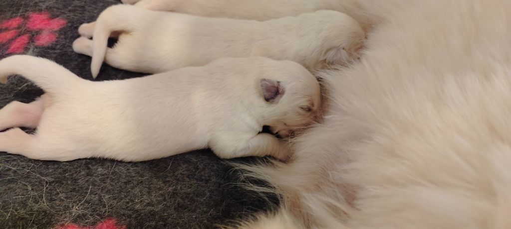 l'Orée des Forets Blanches - Chiot disponible  - Berger Blanc Suisse