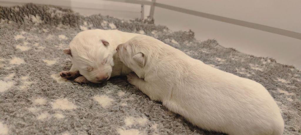 l'Orée des Forets Blanches - Chiot disponible  - Berger Blanc Suisse