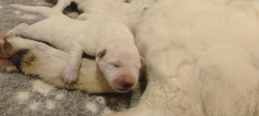 l'Orée des Forets Blanches - Chiots disponibles - Berger Blanc Suisse