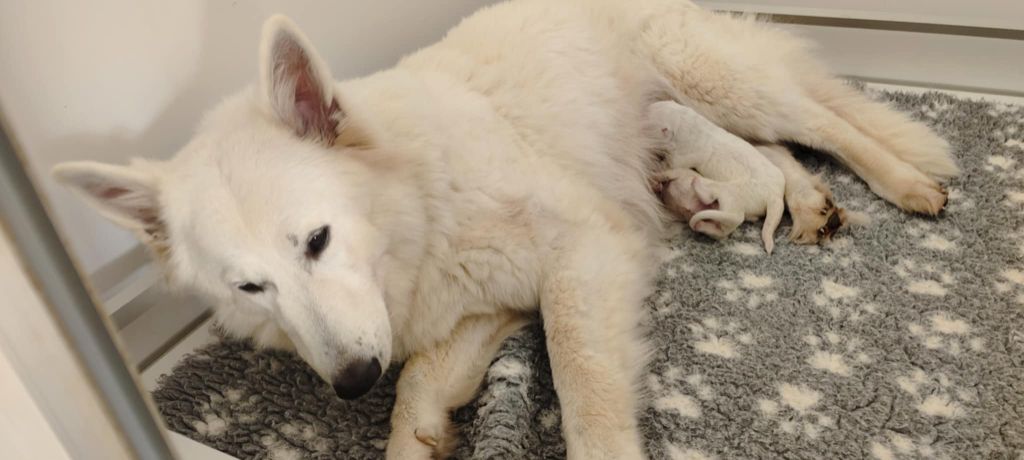l'Orée des Forets Blanches - Chiots disponibles - Berger Blanc Suisse
