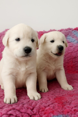 CHIOT 4