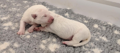 CHIOT 2