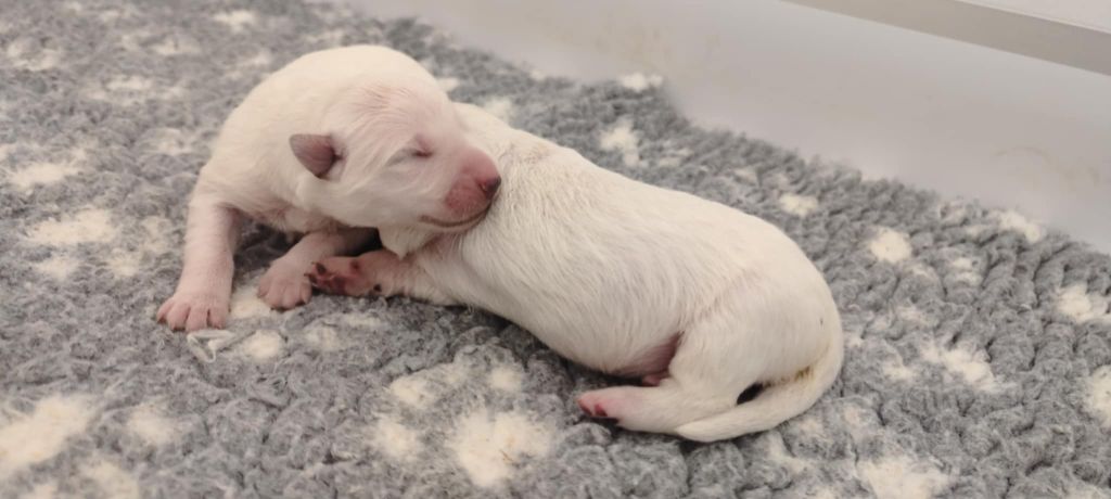 l'Orée des Forets Blanches - Chiots disponibles - Berger Blanc Suisse